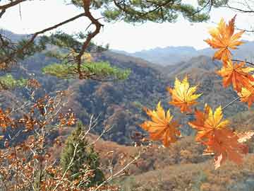 哪里有米非司酮片,金力永磁盘中涨超5% 机构建议持续关注稀土板块